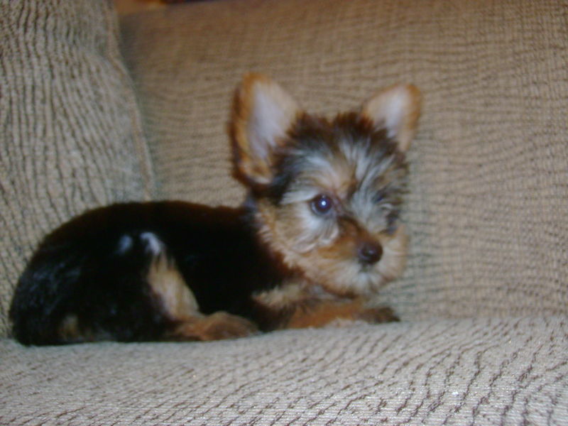 gray yorkie puppies gray yorkie poo puppies gray yorkie poo puppies hairstylegalleries gray yorkie gray yorkie puppies gray yorkie poo puppies gray yorkie poo puppies hairstylegalleries gray yorkie